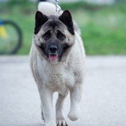 american akita
